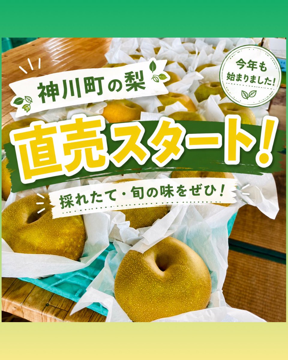 kamikawa_kankou's tweet photo. 神川町の梨直売所がオープンし始めました👏
今週末にかけて直売所が順次オープンしていく見込みだそうです！

各直売所のオープン状況や梨の注文については、直売所へ直接お問合せください！

#神川町　#梨　#梨直売所 https://t.co/iF8uZlIaPW