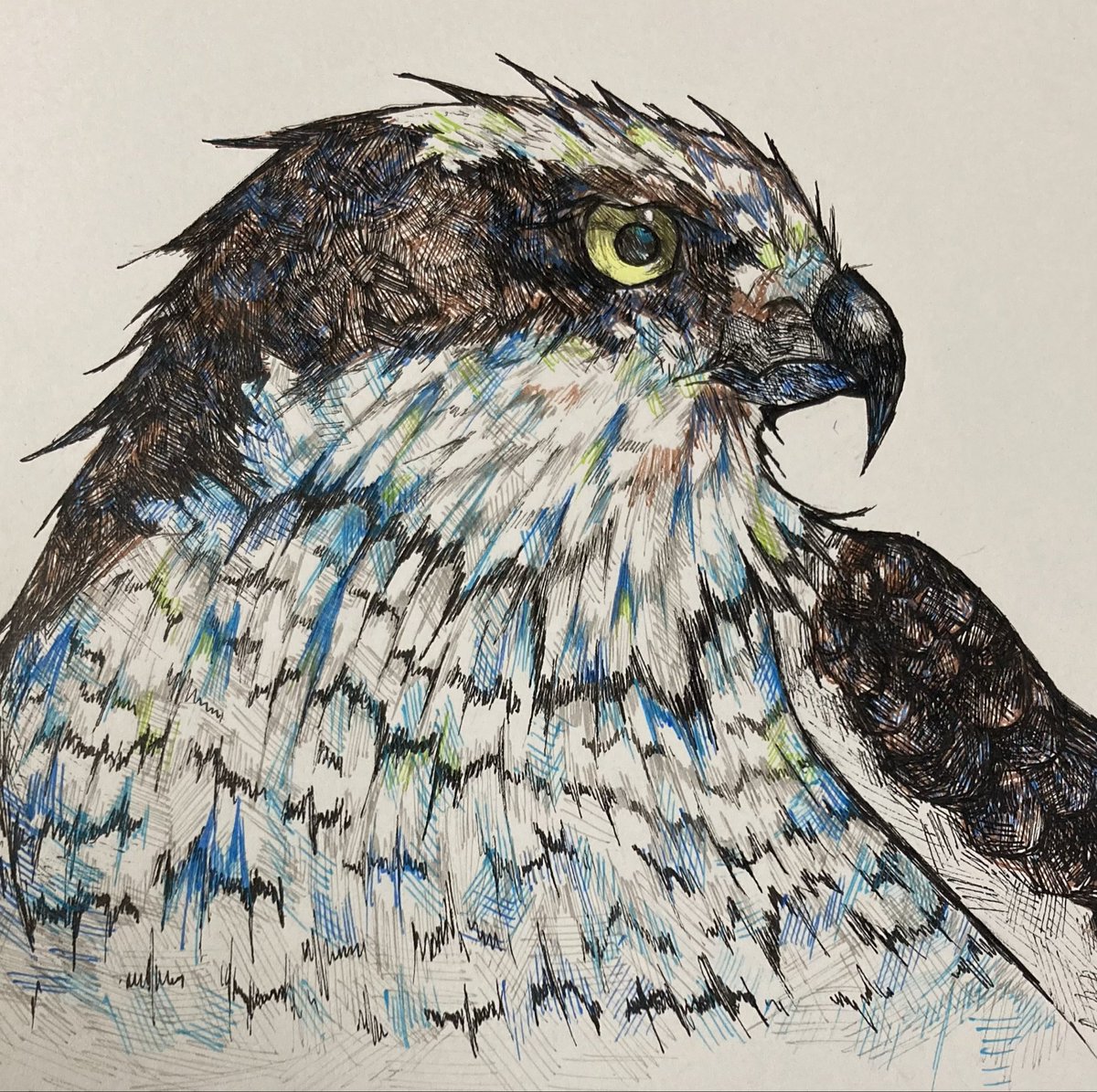 shina_48's tweet photo. #イラスト
#ペン画
大鷹描いてみた https://t.co/BVgS6GwcDf