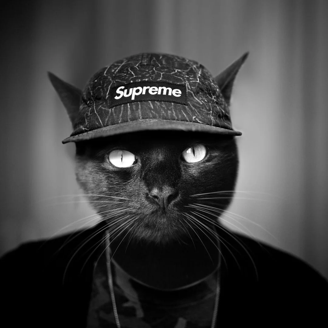 dv44444444's tweet photo. HELLO???

They are sending "chromecat" as hype gear tek but why arent we sending the OG gear "SUPREME"

Supreme is quite literally the most well known and OG hype set, 

SENDING KIMCHI 5% SO HE CAN BUY SUPREME

$supreme

Posted 9 years ago as well

https://t.co/bH9iEjtmgq https://t.co/Y81exyCECH