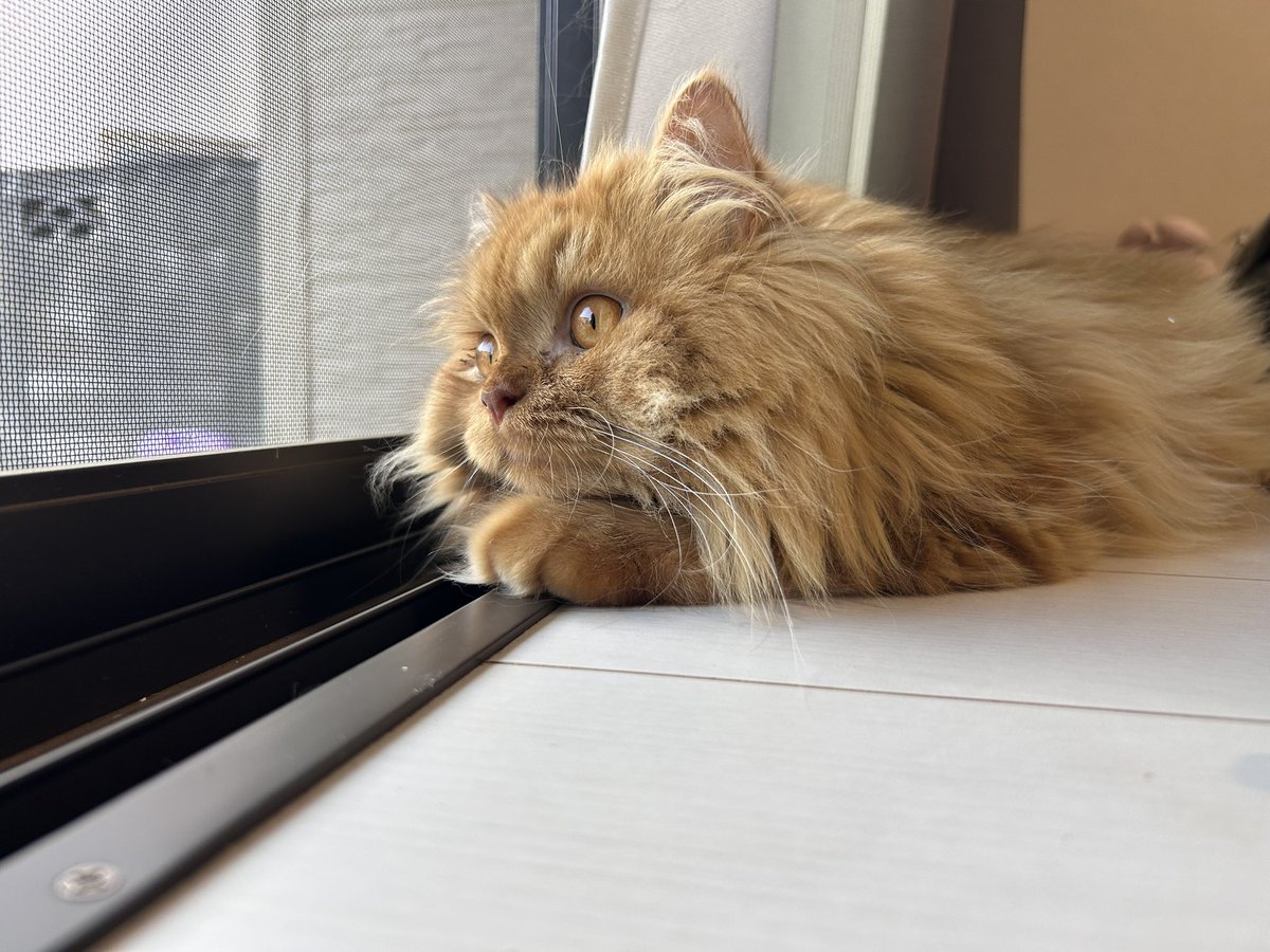 naturena_game's tweet photo. 夏の猫 https://t.co/o5SWb0ewUH