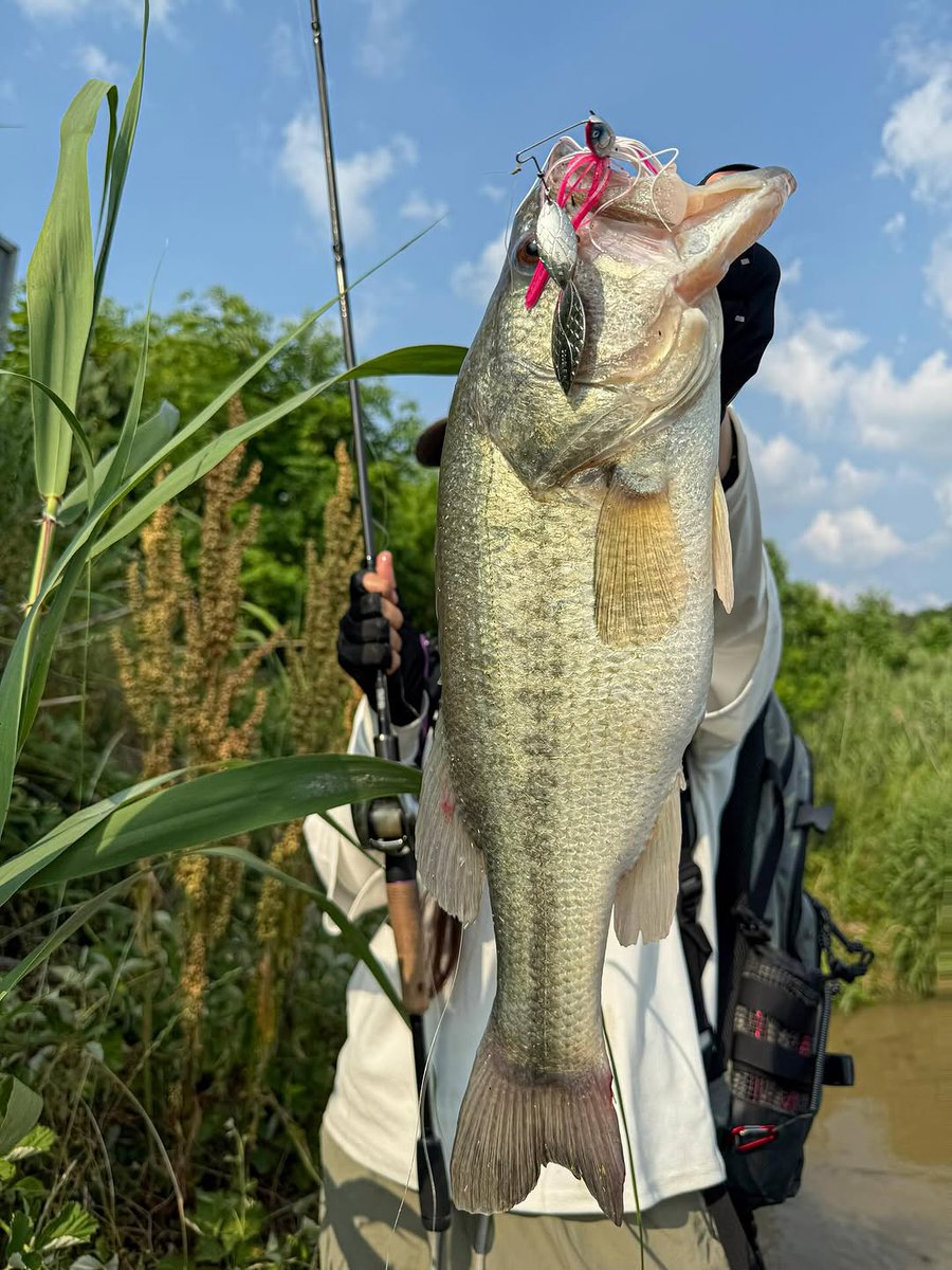 isamizuki's tweet photo. 暑さも忘れるくらい夢中になれる時間🎣
一度バイトを逃しても、もう一度信じて投げ続けた先に嬉しい一本が来てくれました🐟✨
手にした瞬間の重量感と達成感は、何度味わっても最高です🔥
今日も自然の中で素敵な時間を過ごせました🍀

#釣り #釣り好き #釣り女子 #釣り好きな人と繋がりたい https://t.co/MlJ7Rx6a8A