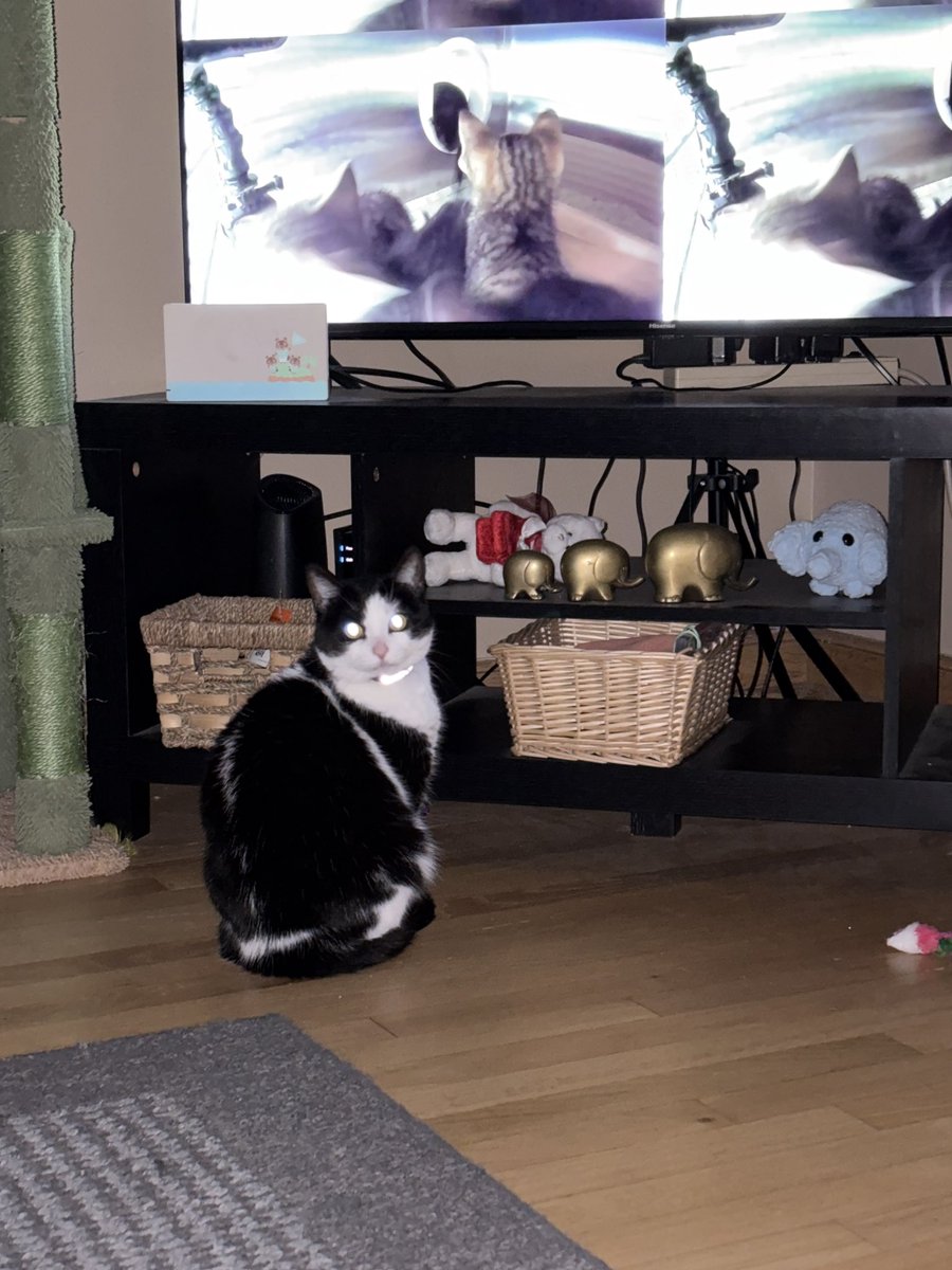 emoloney23's tweet photo. as much as we love cat videos in this house…. even my cat it ready for the wall comp to start @CBSBigBrother #bb28 https://t.co/oViSrm2bkC