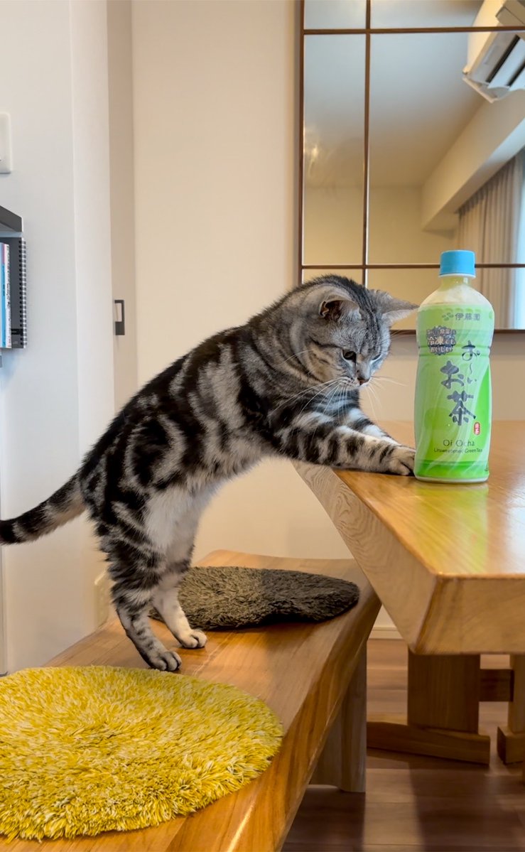 cat_anko3's tweet photo. 暑すぎるからカチコチに冷えた飲み物どうぞ https://t.co/uznXeaLUeS