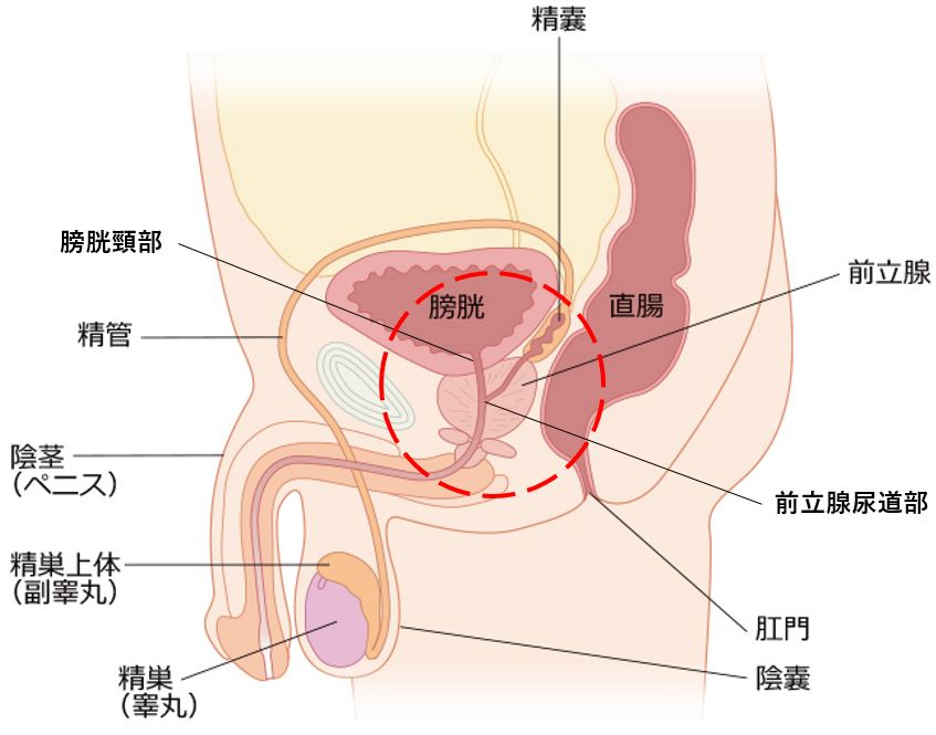 TengaHealthcare's tweet photo. 「男の潮吹き」のやり方💡

✅快感の強さが重要
✅骨盤底筋の強さが重要
✅尿を漏らす感覚が重要

ある男性が潮吹きしたところ、それは精液とは違いサラサラで、1 m以上の高さにもなり、その勢いは明らかに射精や放尿とは異なるものでした🧐

体験談はこちら↓
https://t.co/bSamy2MPJI https://t.co/2shN13PoAW