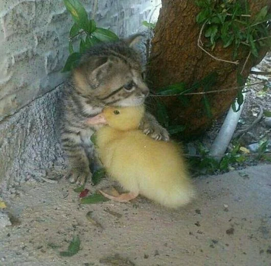 duckynim's tweet photo. riki🫂❤️‍🩹 https://t.co/gGPntVndIy