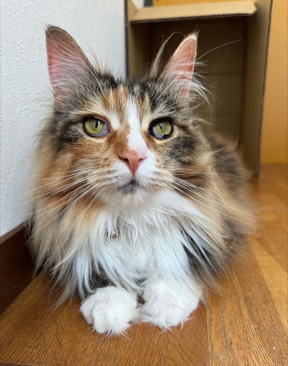neco_ren9's tweet photo. おはようにゃ🐾

歯医者しゃんの治療の痛みはとっても辛い
にゃよね😿💭
早く痛みがひいて良くなって欲しいにゃ… https://t.co/elDGSiN1VM