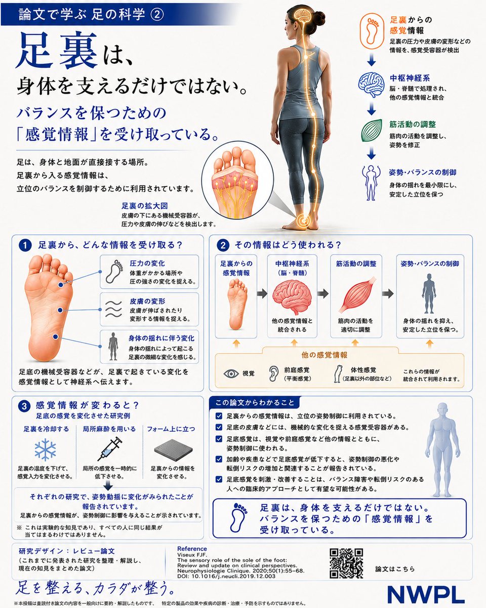 NWPL_Japan's tweet photo. 【論文で学ぶ 足の科学｜第2回】

足裏は、身体を支えるだけではない。

私たちは立っているとき、
足裏で地面に触れています。

その足裏では、圧力や皮膚の変化などを感覚受容器が捉え、
その情報が神経系へと伝えられています。

そして足裏からの感覚情報は、
視覚や前庭感覚など、ほかの感覚情報と統合されながら、
立位の姿勢やバランスを制御するために利用されています。

今回の論文では、
足裏を冷却する、局所麻酔を用いる、フォームの上に立つなど、
足底から得られる感覚情報を変化させた複数の研究も紹介されています。

それぞれの研究で、
姿勢動揺に変化がみられたことが報告されています。

足は、地面に力を伝える場所であると同時に、
地面との接触から「情報を受け取る場所」でもある。

普段は意識することの少ない足裏ですが、
そこから入ってくる感覚情報も、
私たちの姿勢制御を支える一つの要素です。

足を整える、カラダが整う。

──────────

📖 研究デザイン

レビュー論文
（これまでに発表された研究を整理・解説し、現在の知見をまとめた論文）

📚 参考文献

Viseux FJF.
The sensory role of the sole of the foot:
Review and update on clinical perspectives.
Neurophysiologie Clinique. 2020;50(1):55–68.
DOI: 10.1016/j.neucli.2019.12.003

──────────

※本投稿は査読付き論文の内容を一般向けに要約・解説したものです。
特定の製品の効果や疾病の診断・治療・予防を示すものではありません。
論文で示された知見をもとに作成しています。

#足を整えるカラダが整う
#アメリカ足病医学
#ファンクショナルインソール
#NWPL（Northwest Podiatric Laboratory）
#足ナビ