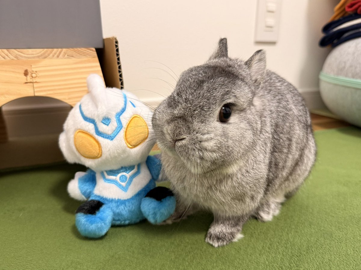shari_usa's tweet photo. だ〜れだ https://t.co/sFalYetKjE