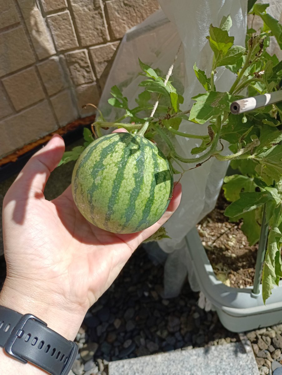 DjTaruo's tweet photo. 🍉スイカなかなか大きくならないなぁ🫑ピーマン大きくなってきたなぁ
＃家庭菜園　＃小玉スイカ　＃ピーマン　＃札幌 https://t.co/U5DW7f5q1v