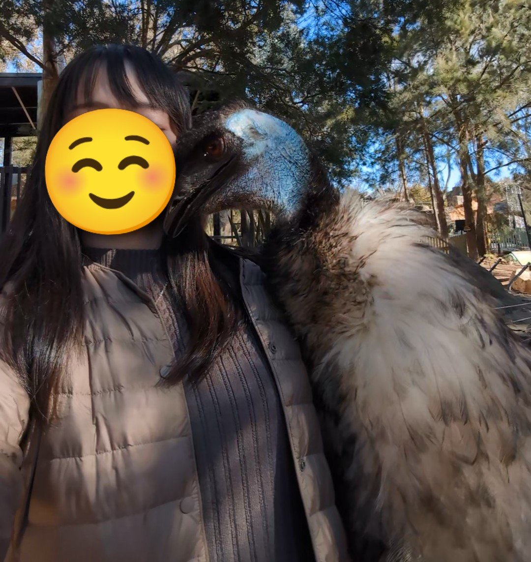 cat_tetoteto's tweet photo. 動物に好かれる体質なので、動物園のエミューにめちゃくちゃ懐かれた
鳥だけど猫みたいに喉をゴロゴロ鳴らしてスリスリしてきてかわいい
羽根はモフモフでふわふわ
そして顔はイケメン
どうやら求愛行動らしい https://t.co/exAWlNrLCv