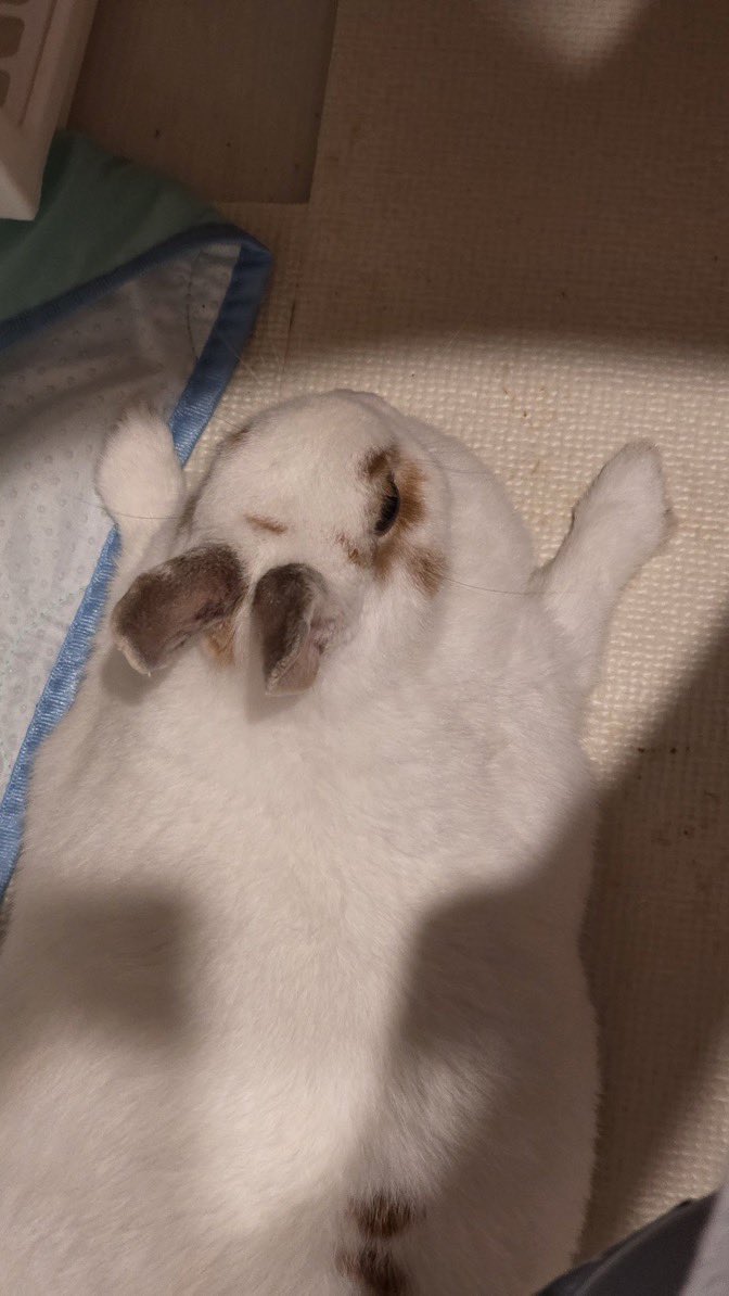 violeptgs's tweet photo. https://t.co/q0E6JSyxj4

chapter two time. go my bunny shane!! be free!!! 🕊️ https://t.co/ahH0ESdbfB