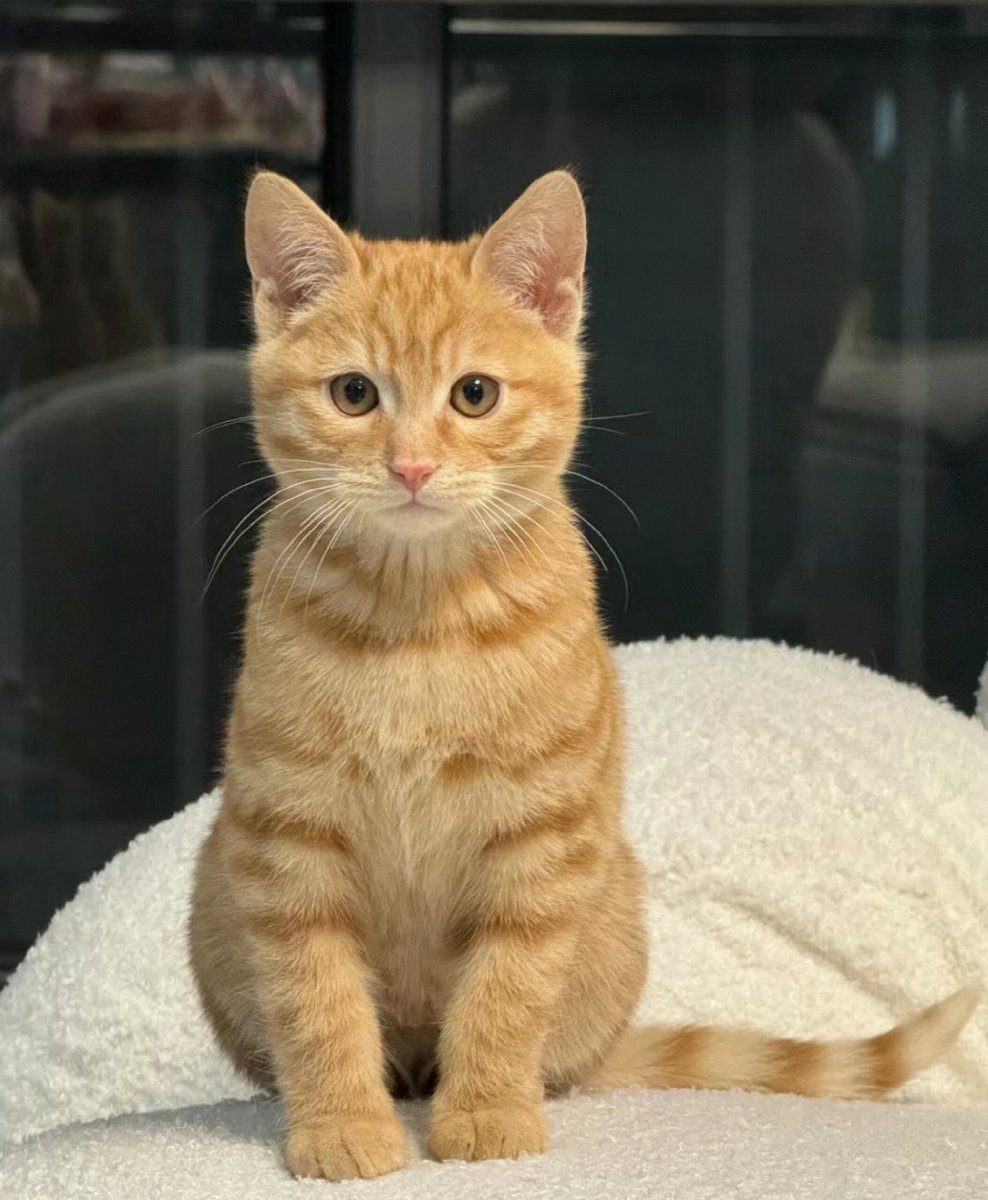ohwamx's tweet photo. [加班晚归推开门，猫主子蹲在门口呼噜迎接，这是今日份的治愈能量，再累都值得～]， https://t.co/czQRXC5hPP