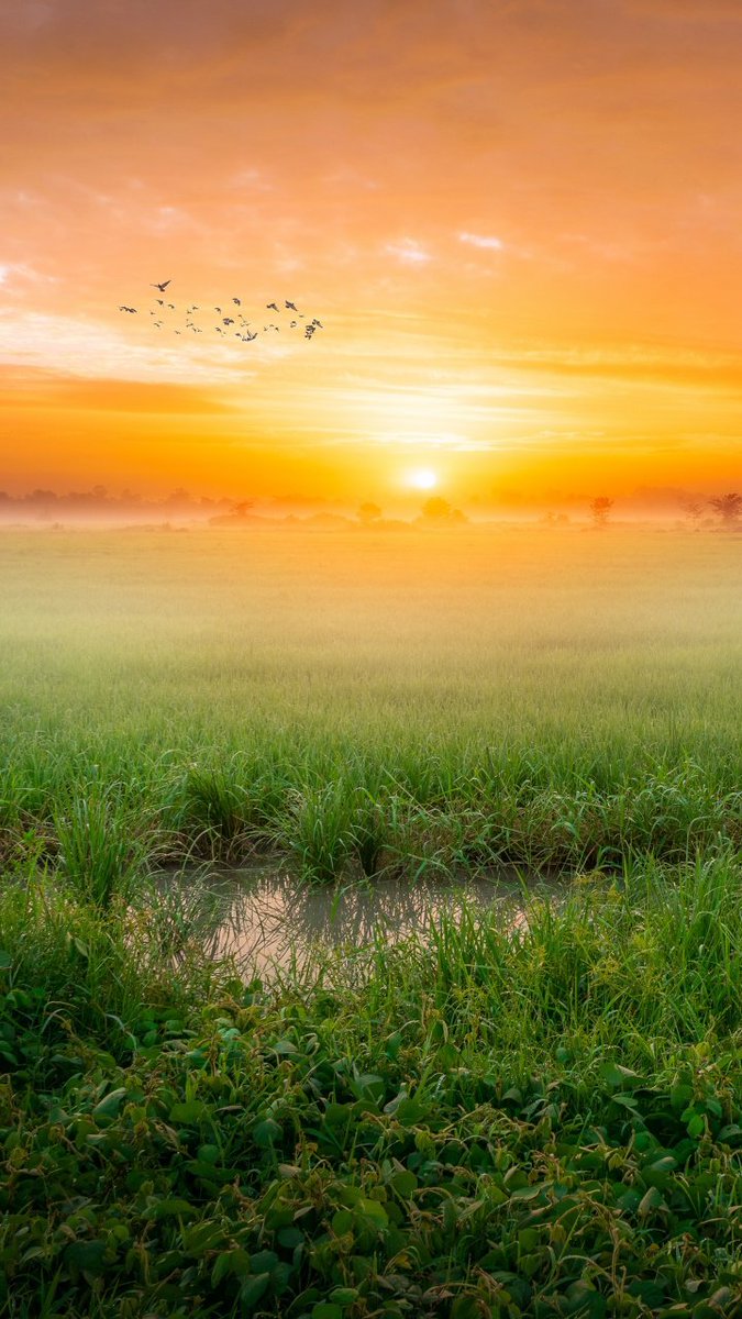 HiddenNature_'s tweet photo. Golden hours and misty mornings.#Sunrise#MorningVibes#NaturePhotography#GoldenHour#MistyMorning#LandscapeLovers#Serenity#Peaceful https://t.co/IOnR2lXa0Y