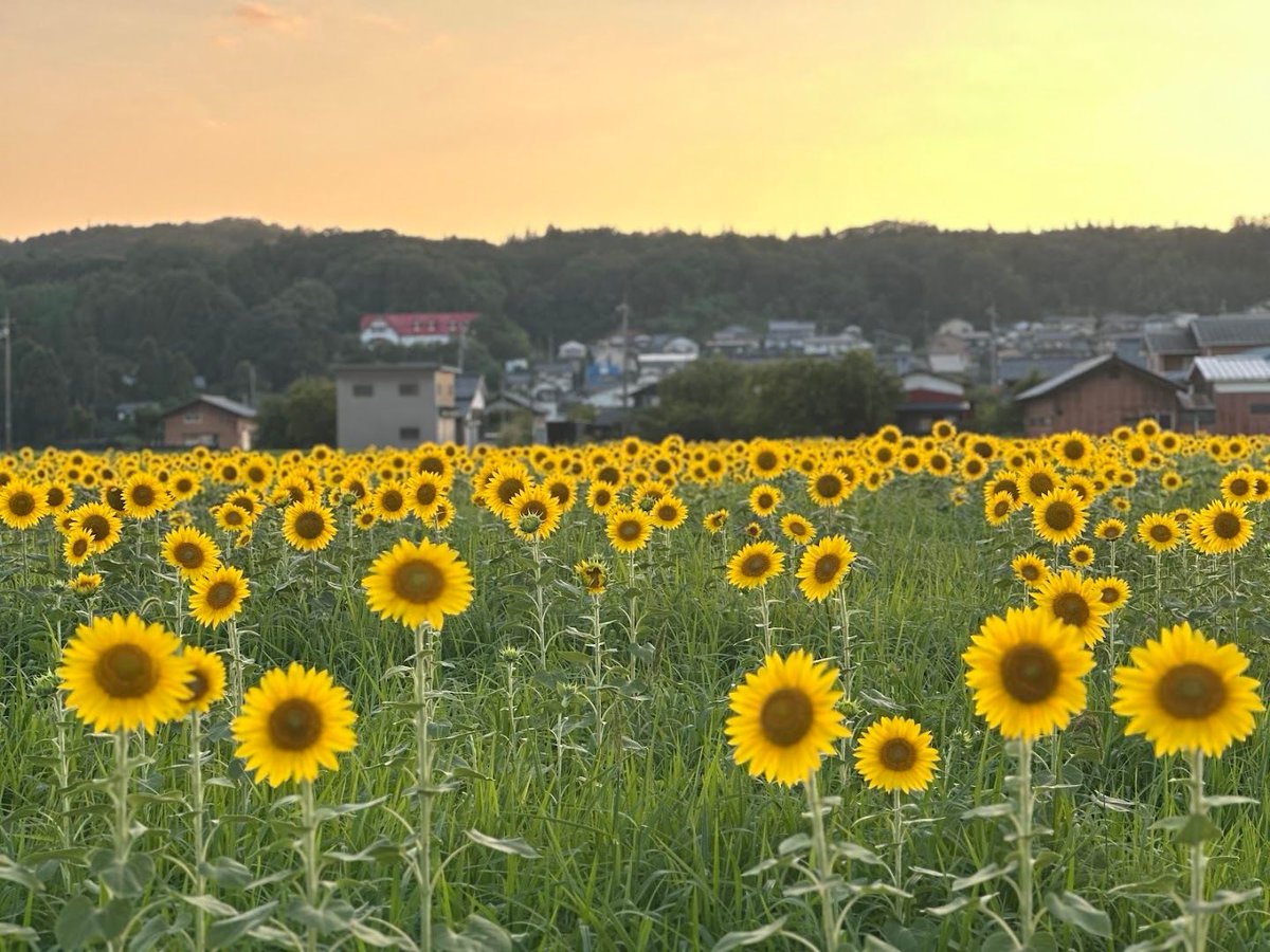 e_kankou's tweet photo. 🌻✨＼今年もひまわりが見頃です！／✨🌻

夏の青空に映えるひまわり🌻
今年も越前町で見頃を迎えています！

場所は、越前町営球技場の近くの春日神社横。
一面に咲く黄色いひまわりは、この時期だけの夏の絶景です😊

例年、お盆を過ぎる頃には刈り取りが行われますので、
楽しみたい方はお早めに！

※こちらは個人の方が大切に育てられている畑です。
畑の中には入らない、ゴミは持ち帰るなど、マナーを守って気持ちよく観賞をお願いします🌻

#ひまわり #夏の風景
#絶景スポット #花のある風景 

▼越前町といえば
#越前がに #越前水仙 #越前海岸 #越前温泉 #道の駅越前
#劔神社 #越前陶芸村 #越前焼 #越前町

▼福井県の代表観光地
#恐竜博物館 #永平寺 #東尋坊 #あわら温泉
#レインボーライン #大野城 #福井県

#福井観光 #福井旅行 #北陸旅行 #北陸新幹線

#ptk_japan. #loves_nippon 
#fukui #kyoto #kanazawa 
#japanfood #japantravel #japantrip

＼フォローしてね👍／
越前がに🦀はもちろん海や里の多彩な風土が魅力的な越前町 の素敵な風景や話題を投稿中～🌟
DMO ECHIZEN／越前町観光連盟（越前町観光案内所）
TEL:0778-37-1234
〒916-0422 福井県丹生郡越前町厨71-335-1
https://t.co/fYQTgOatfM