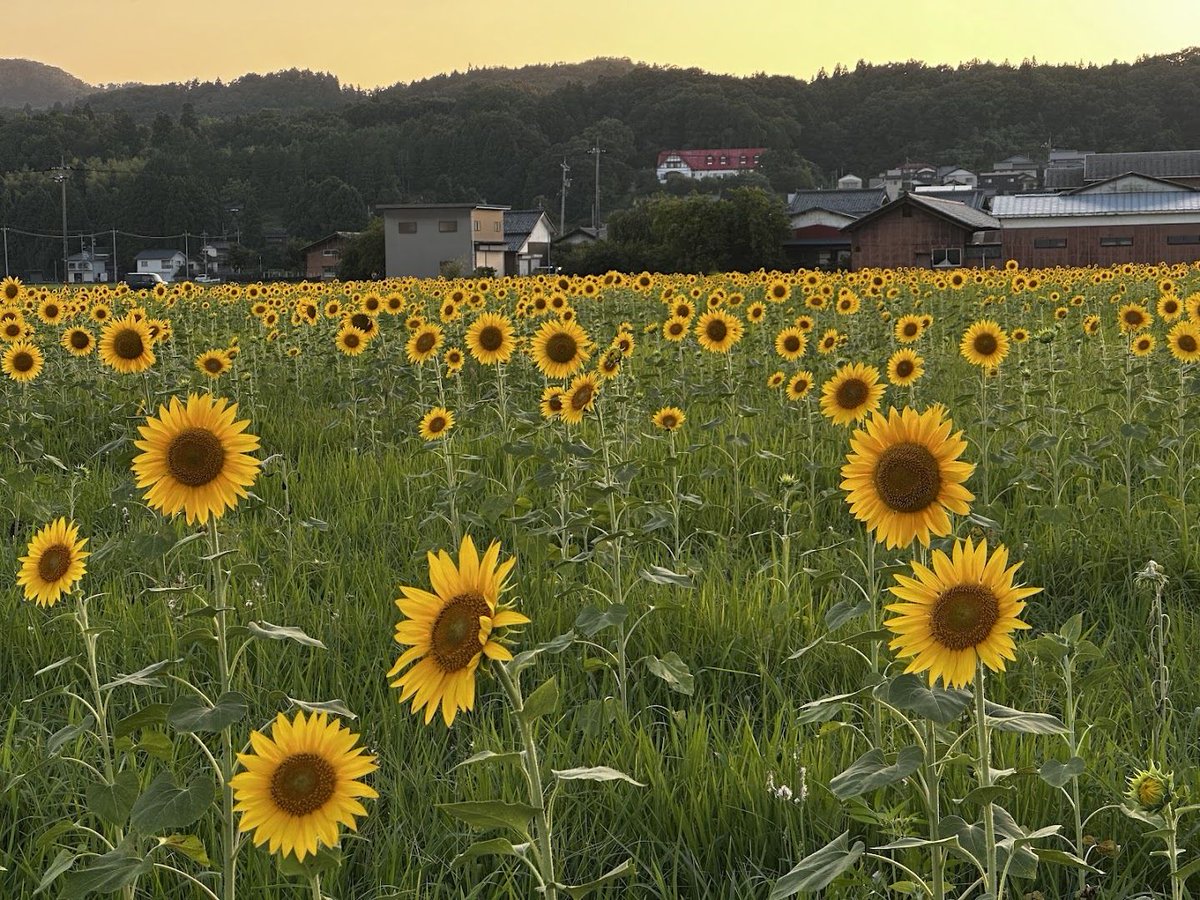 e_kankou's tweet photo. 🌻✨＼今年もひまわりが見頃です！／✨🌻

夏の青空に映えるひまわり🌻
今年も越前町で見頃を迎えています！

場所は、越前町営球技場の近くの春日神社横。
一面に咲く黄色いひまわりは、この時期だけの夏の絶景です😊

例年、お盆を過ぎる頃には刈り取りが行われますので、
楽しみたい方はお早めに！

※こちらは個人の方が大切に育てられている畑です。
畑の中には入らない、ゴミは持ち帰るなど、マナーを守って気持ちよく観賞をお願いします🌻

#ひまわり #夏の風景
#絶景スポット #花のある風景 

▼越前町といえば
#越前がに #越前水仙 #越前海岸 #越前温泉 #道の駅越前
#劔神社 #越前陶芸村 #越前焼 #越前町

▼福井県の代表観光地
#恐竜博物館 #永平寺 #東尋坊 #あわら温泉
#レインボーライン #大野城 #福井県

#福井観光 #福井旅行 #北陸旅行 #北陸新幹線

#ptk_japan. #loves_nippon 
#fukui #kyoto #kanazawa 
#japanfood #japantravel #japantrip

＼フォローしてね👍／
越前がに🦀はもちろん海や里の多彩な風土が魅力的な越前町 の素敵な風景や話題を投稿中～🌟
DMO ECHIZEN／越前町観光連盟（越前町観光案内所）
TEL:0778-37-1234
〒916-0422 福井県丹生郡越前町厨71-335-1
https://t.co/fYQTgOatfM