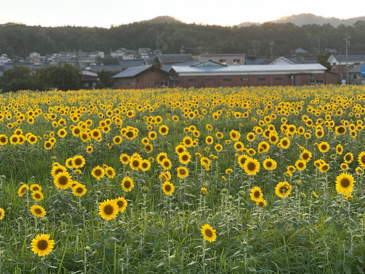 e_kankou's tweet photo. 🌻✨＼今年もひまわりが見頃です！／✨🌻

夏の青空に映えるひまわり🌻
今年も越前町で見頃を迎えています！

場所は、越前町営球技場の近くの春日神社横。
一面に咲く黄色いひまわりは、この時期だけの夏の絶景です😊

例年、お盆を過ぎる頃には刈り取りが行われますので、
楽しみたい方はお早めに！

※こちらは個人の方が大切に育てられている畑です。
畑の中には入らない、ゴミは持ち帰るなど、マナーを守って気持ちよく観賞をお願いします🌻

#ひまわり #夏の風景
#絶景スポット #花のある風景 

▼越前町といえば
#越前がに #越前水仙 #越前海岸 #越前温泉 #道の駅越前
#劔神社 #越前陶芸村 #越前焼 #越前町

▼福井県の代表観光地
#恐竜博物館 #永平寺 #東尋坊 #あわら温泉
#レインボーライン #大野城 #福井県

#福井観光 #福井旅行 #北陸旅行 #北陸新幹線

#ptk_japan. #loves_nippon 
#fukui #kyoto #kanazawa 
#japanfood #japantravel #japantrip

＼フォローしてね👍／
越前がに🦀はもちろん海や里の多彩な風土が魅力的な越前町 の素敵な風景や話題を投稿中～🌟
DMO ECHIZEN／越前町観光連盟（越前町観光案内所）
TEL:0778-37-1234
〒916-0422 福井県丹生郡越前町厨71-335-1
https://t.co/fYQTgOatfM