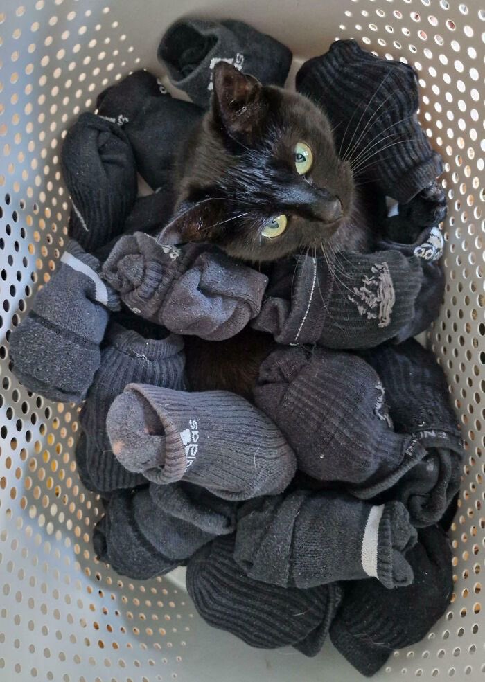 blackscats's tweet photo. https://t.co/xQU1DcNPGb