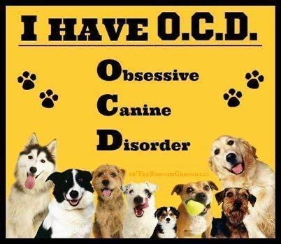 K9Danielle050's tweet photo. Daily Reminder🐶🫶❤️ 

Life is better with dogs 🫶🐾
#WontLookWednesday #dogs #unitedstates https://t.co/jAOsDDJytA
