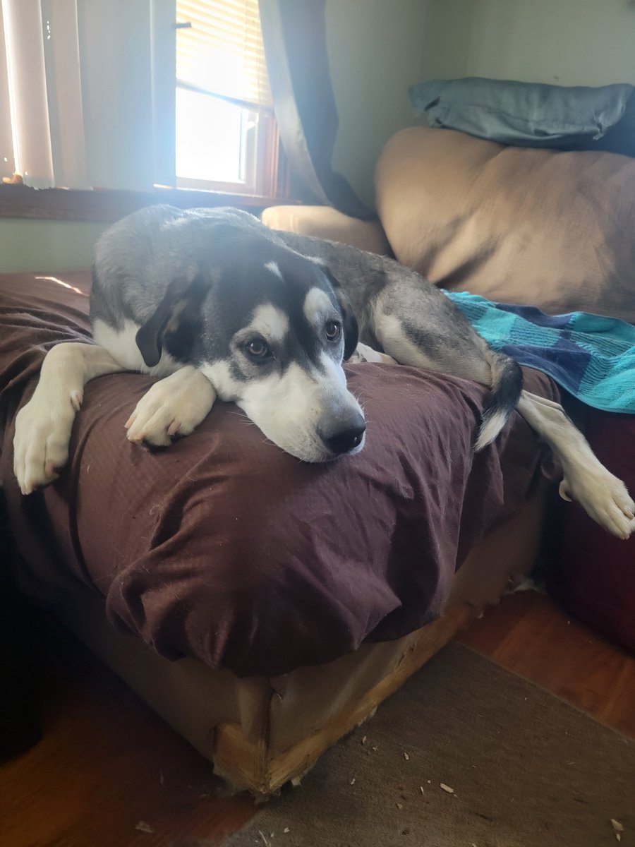TheRealJohnH3's tweet photo. @HLC_actual Most recent pic of Ace! https://t.co/wUa3D1X0of