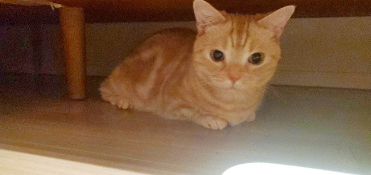 harutarou190826's tweet photo. 20260605
ソファー下に入ってしまったはるたろうくん
どうしたの？
#猫 #猫のいる暮らし #cat #ねこかわいいね https://t.co/mGclEToUs3