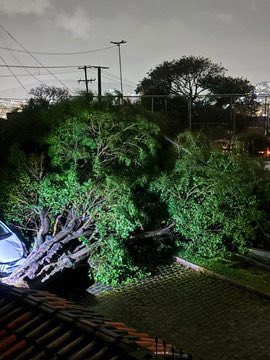 metsul's tweet photo. IMAGEM | Postes e árvores caídos em Porto Alegre após vendaval com 120 km/h na zona Norte e 130 km/h na zona Sul da cidade. 📷 @JuStasinski https://t.co/VU17Mh861p