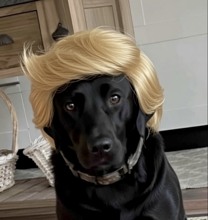 NoDMsPerfavore's tweet photo. People say I post too much about Trump &amp; politics so, here’s a picture of my dog. 🤣 https://t.co/TWyjIri703