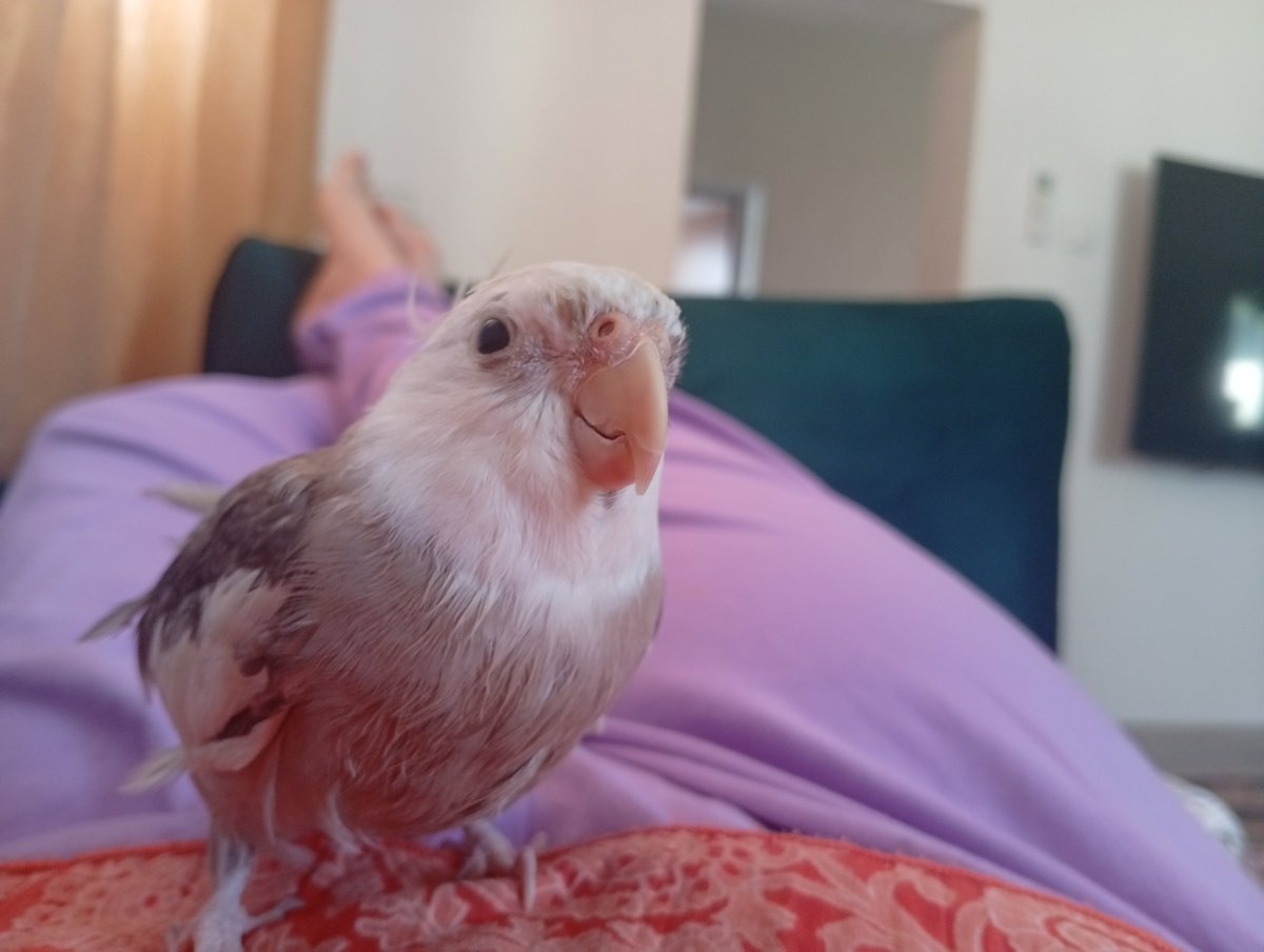 IWantToBath1212's tweet photo. Local news station Asks fellow Bird on his opinion On IWantToBath 
He said:
"I think it's quite Funny" https://t.co/BSXXyqhmpP