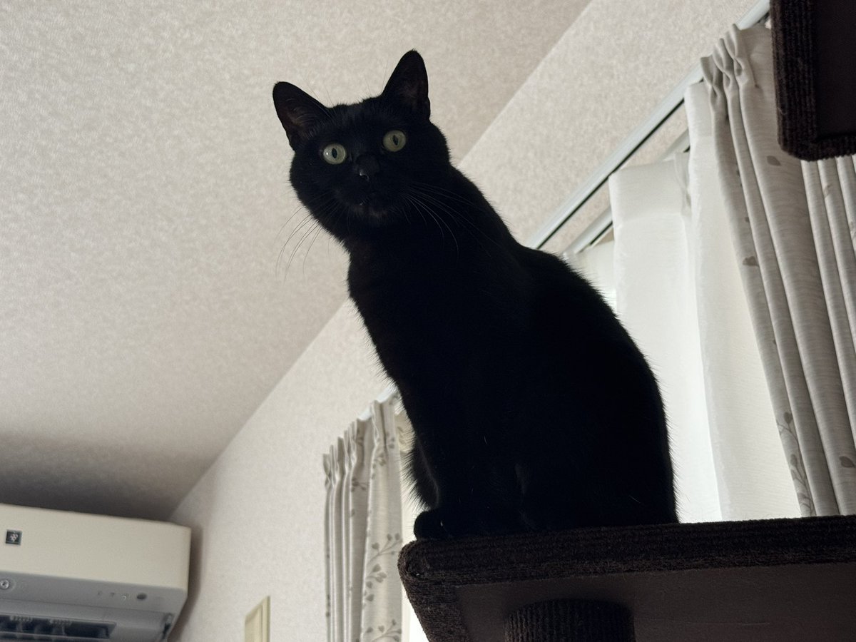 hanasatsu's tweet photo. さっちゃん、おはよー☀️
今日も暑いね〜😱
水分補給しっかりしようね🐈‍⬛

#黒猫
#猫好き
#お留守番よろしくね https://t.co/RXy2L63qFa