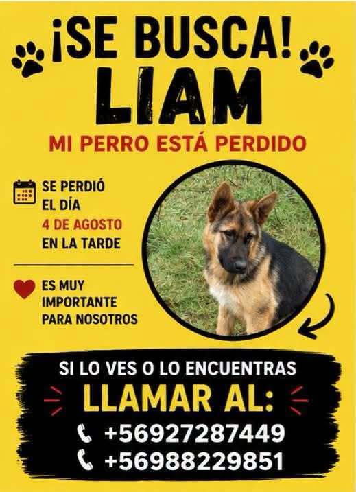 alegriagonzaa's tweet photo. 🔴🐶#Lautaro Se busca a "Liam" en el sector rural de Santa Ana de Dollinco.

@carolinapinoc @PerrosPlazaHuem @cleivamoris https://t.co/UWd41GfFq6