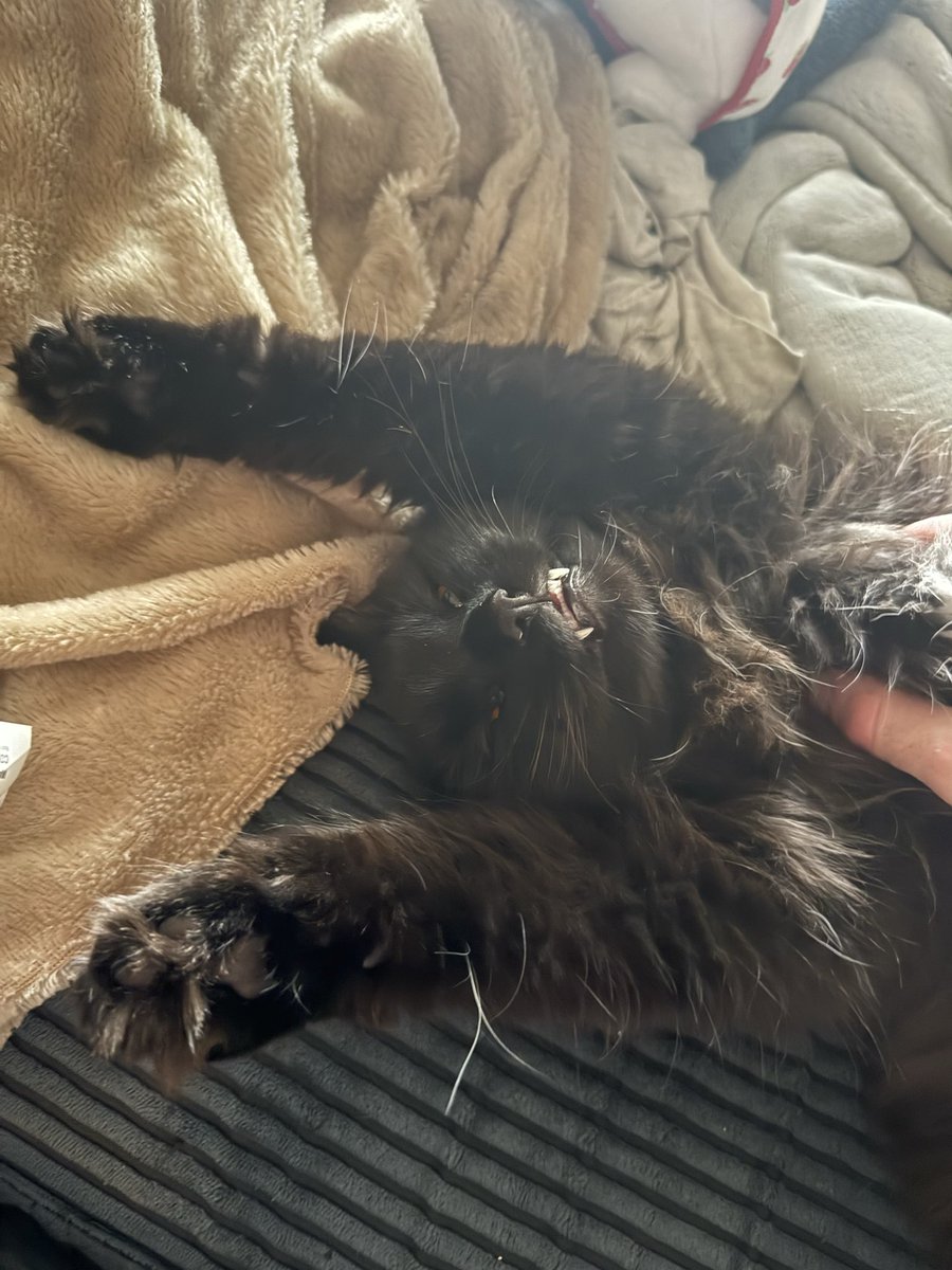 Sol_and_Yui's tweet photo. Sol was very excited to watch the Panthers play tonight and see his kitty potential, but one drive from Kenny Pickett was enough for him. He decided sleep was a better use of his time. Good thing he’s a Ravens Fan! 💜🖤 We are still happy football is back!!! https://t.co/6URQHTY60d