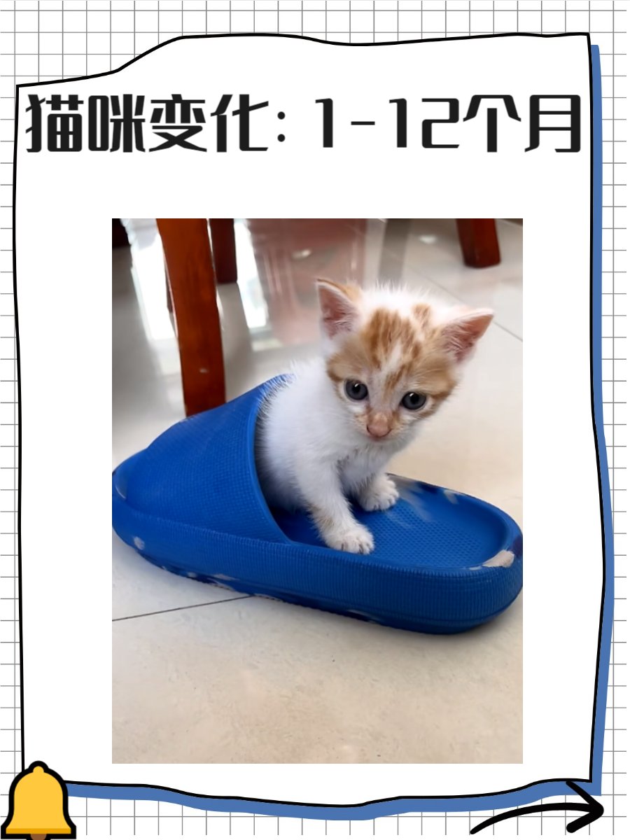 eunguy8803nave's tweet photo. [家养橘猫从奶团子长成大暖男，软毛变鬃毛但粘人本性不变，每天蹲在门口等我下班呀]， https://t.co/FYXelEmDtY