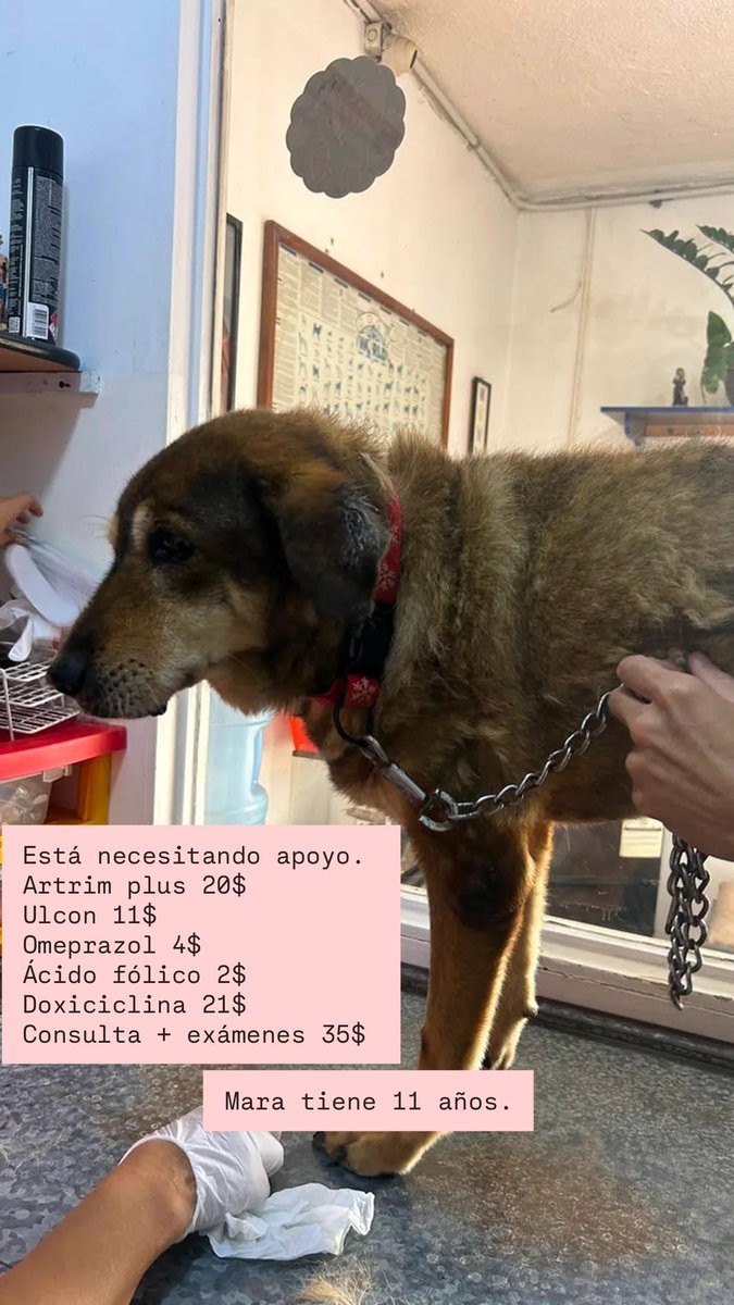 Maullidosyladr1's tweet photo. Mara is one of our beloved 11-year-old dogs. 
She is currently ill and in pain in her hind legs. 
She needs urgent help with medical expenses and medication. Who can help us? 
So far, a total of: $93, please https://t.co/CLDwcfUzbd
