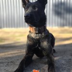 Photo by K9 SOLUTIONS AUSTRALIA (@AustralK9)