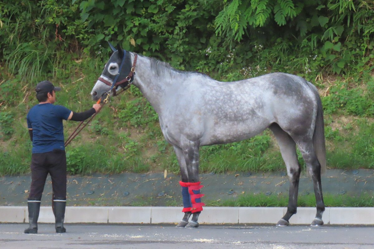 thanks_jumboimo's tweet photo. みんなにお見送りされたけど、馬運車に乗るのを嫌がって帰ってきたスパちゃん✨
最後までみんなを笑わせてくれました！
(この後、乗って出発しました)
#テイエムスパーダ https://t.co/sOrwdtVUVh