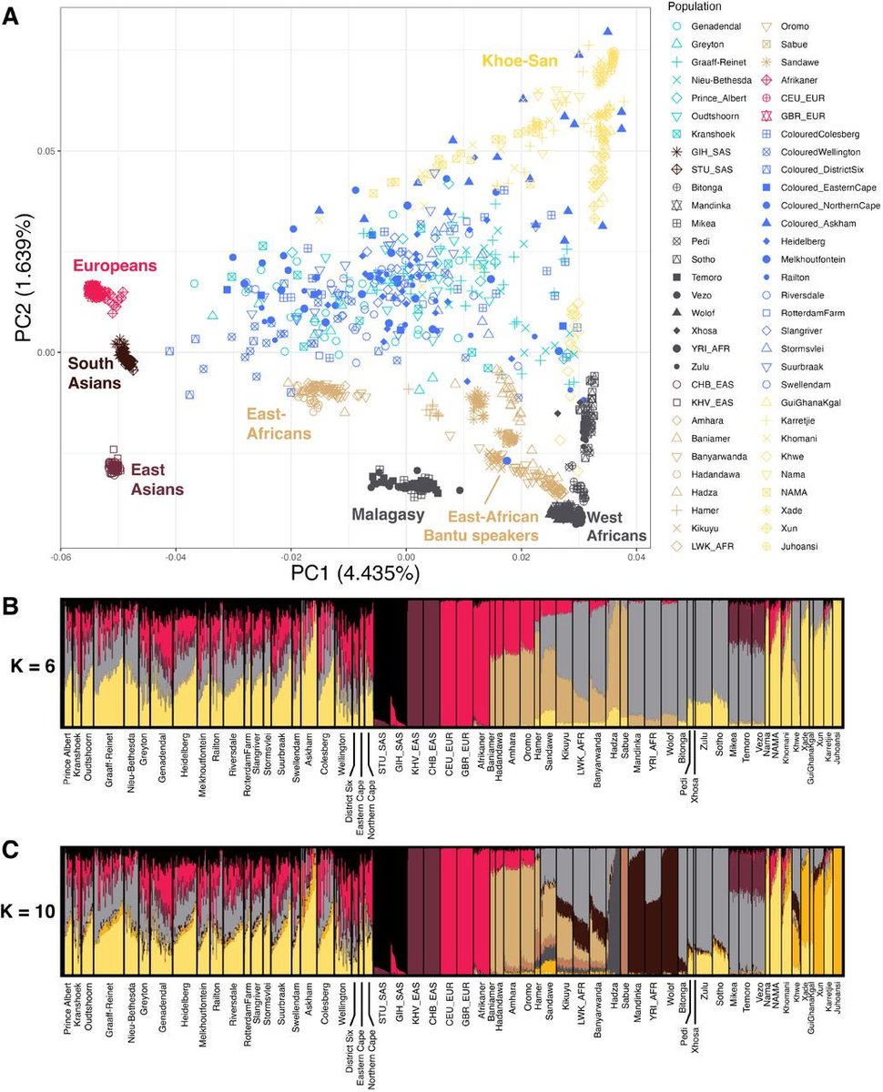 based_eastern's tweet photo. @Jsjsjsp9dbksksk @AriCloggie Genetically, East/South Asians, Europeans &amp; Middle Easterners are basically one race. The real diversity is within Africa, their genetic gaps are massively wider than between Europeans &amp; Asians. West, South &amp; East Africans could easily be separate races. Don't let phenotypes fool https://t.co/9x29m2Wpfs