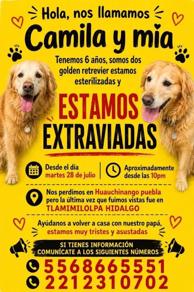 angiemaycolunga's tweet photo. Sigue la búsqueda de CAMILA &amp; MÍA 🐶🐶!!! 

Sigamos compartiendo!!!!!

#Huauchinango #Puebla #Tlamimilolpa #Hidalgo https://t.co/9VyfSlaI2L
