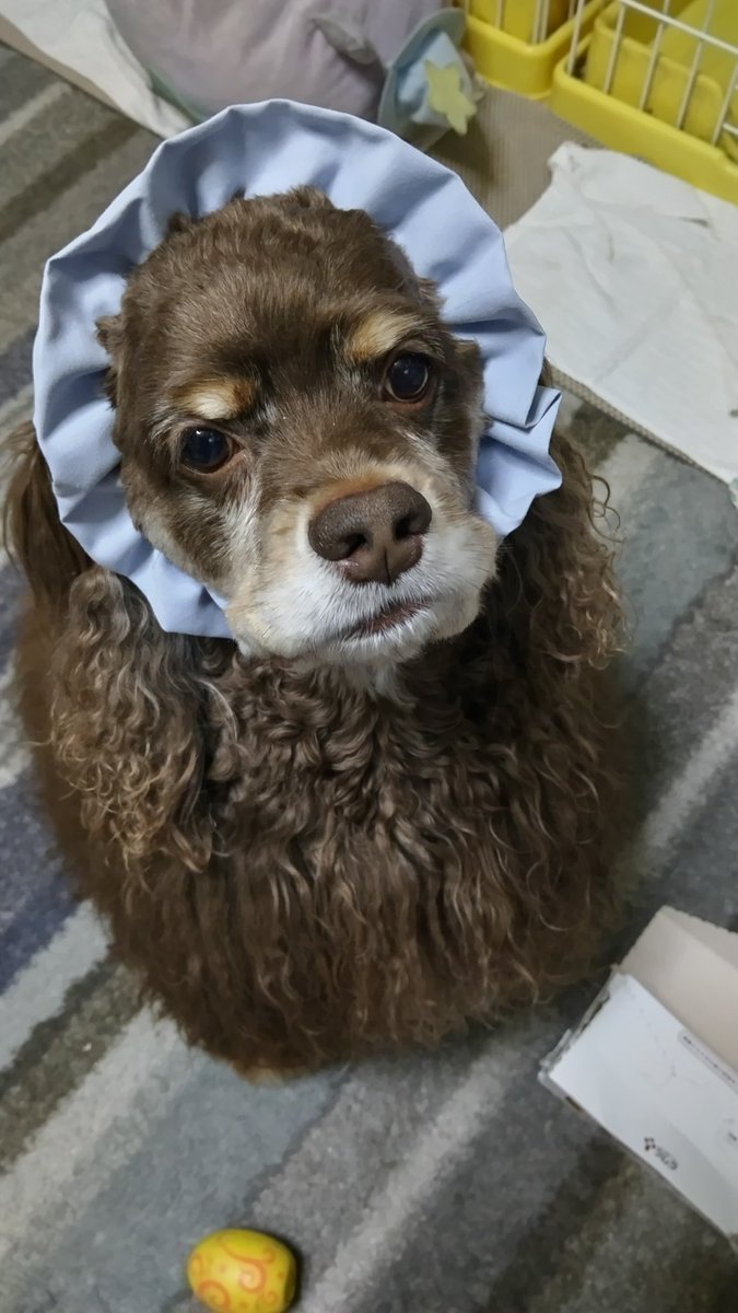 bunmjbun's tweet photo. かわいい🥰
 #アメリカンコッカースパニエル #アメコカ #犬のいる暮らし https://t.co/guASH9V1AS