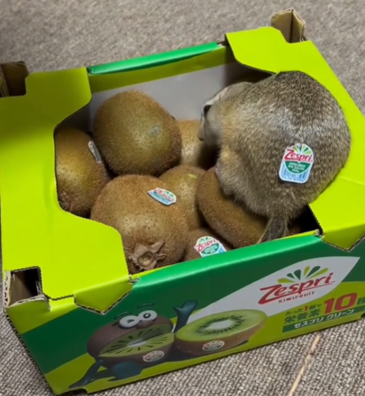 NTjalic's tweet photo. One chinchilla hiding in a box of kiwis is going totally viral on TikTok

$KIWICHILLA

https://t.co/6EkCMJMPAR https://t.co/mcYe5mdGV9