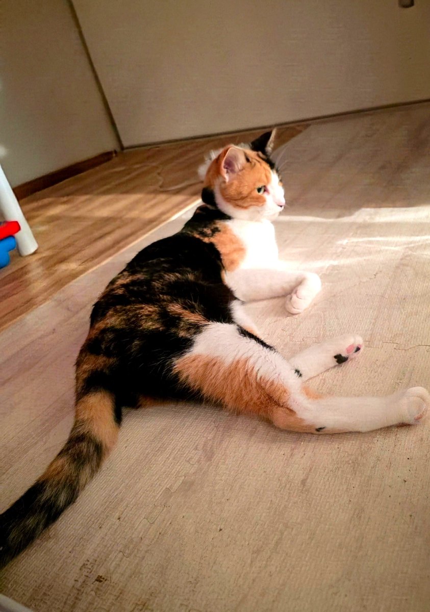 sorayamakotone's tweet photo. おはようございます🫶🏻︎

 #部活  #猫 https://t.co/aay2x5T84t