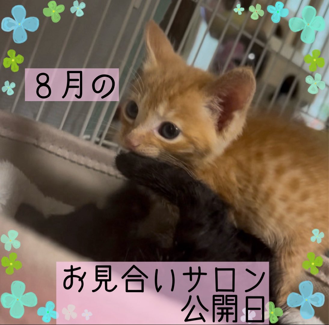 sipponosirabe's tweet photo. ８月のお見合いサロン公開日は、8/30の日曜日です、平日の公開日は予約が入り次第となります。
第一第三日曜日は譲渡会があるので対応できませんが、それ以外の日はご希望にそえる日がありますのでお問い合わせください。
#一頭でも多く幸せに
#里親募集 #埼玉県  #保護猫からお家猫へ https://t.co/3WFeiDqLXt