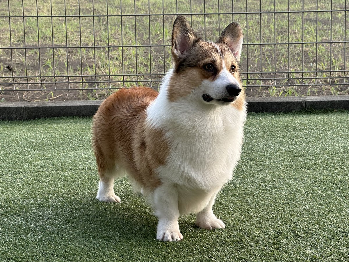 firststar_bunta's tweet photo. こんなに大きくなりました。

#その間およそ１年 https://t.co/5PFv9NU2Rm