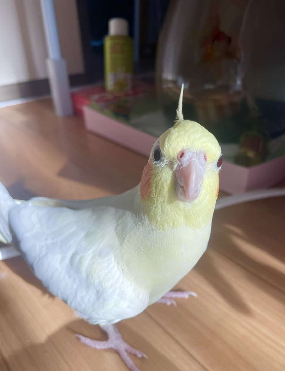_3o00o3_'s tweet photo. 朝の冒険で金魚にご挨拶☀️
#オカメインコ https://t.co/pF6POuFxnt