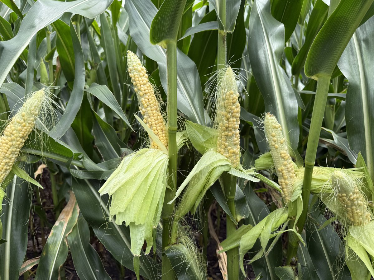Agronomy_Guy tweet picture