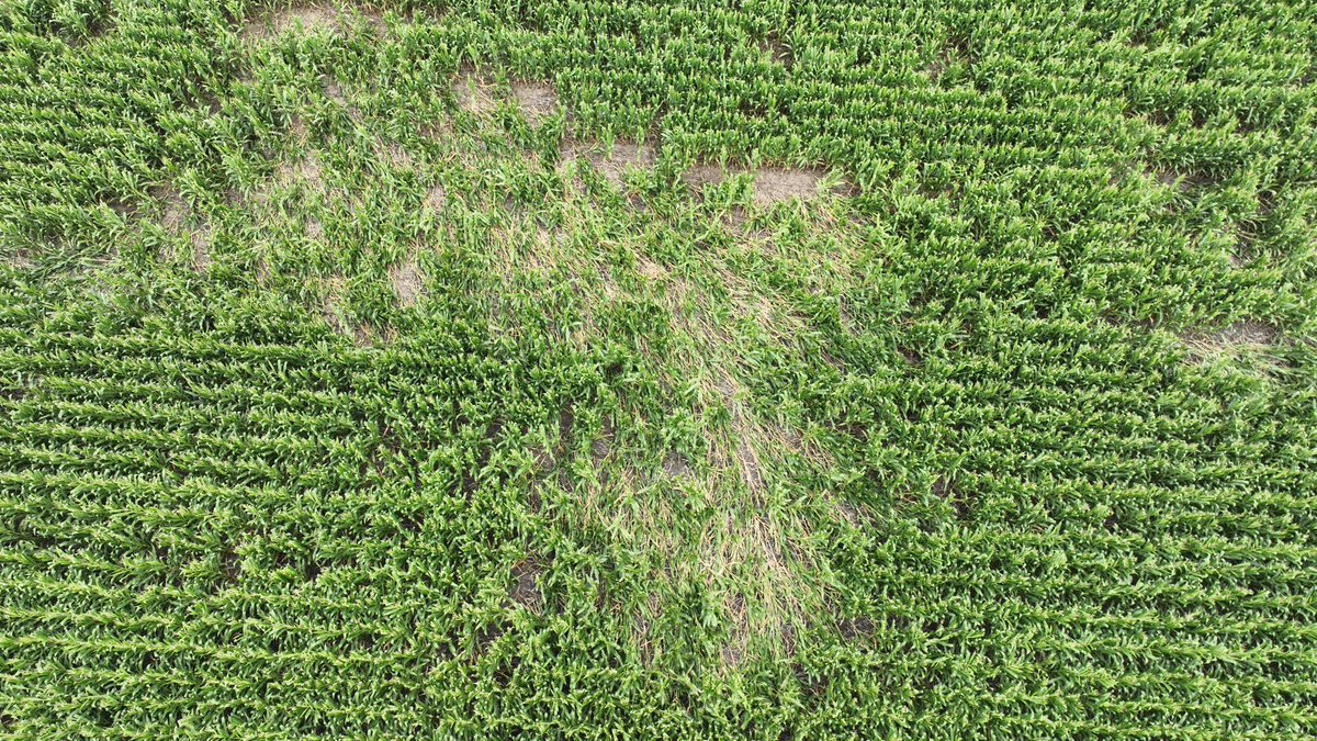 Agronomy_Guy tweet picture