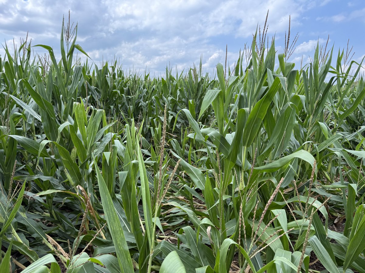 Agronomy_Guy tweet picture