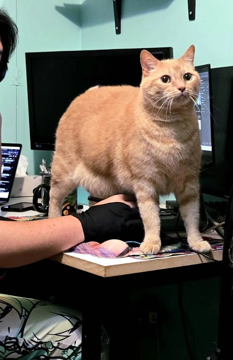 JusagiChan's tweet photo. look at my fat ass cat. I'm never going to finish this animation bro https://t.co/E0L9hwGdPh