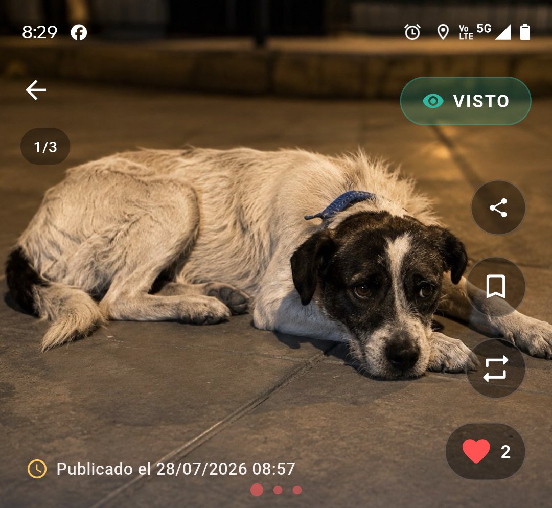 PawFindr tweet picture
