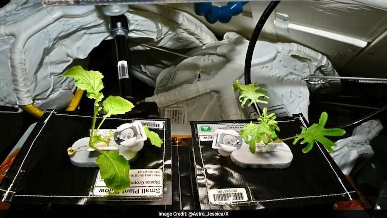 ndtv's tweet photo. Astronaut Welcomes Plants As Space Station's Newest Crew Members
https://t.co/n6hqNkokZg https://t.co/GifB2Cjgev