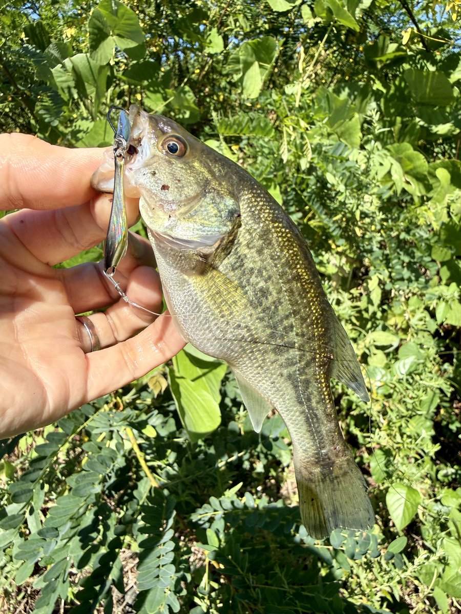 fr_chopper's tweet photo. 風が吹いたらスピナーベ…いや、ナッゾジグでw☝️😌
ナッゾジグ無双🎣

#INXlabel 
#インクスレーベル
#ヴェスパーダ
#ナッゾジグ
#PR https://t.co/vtycN5Cama