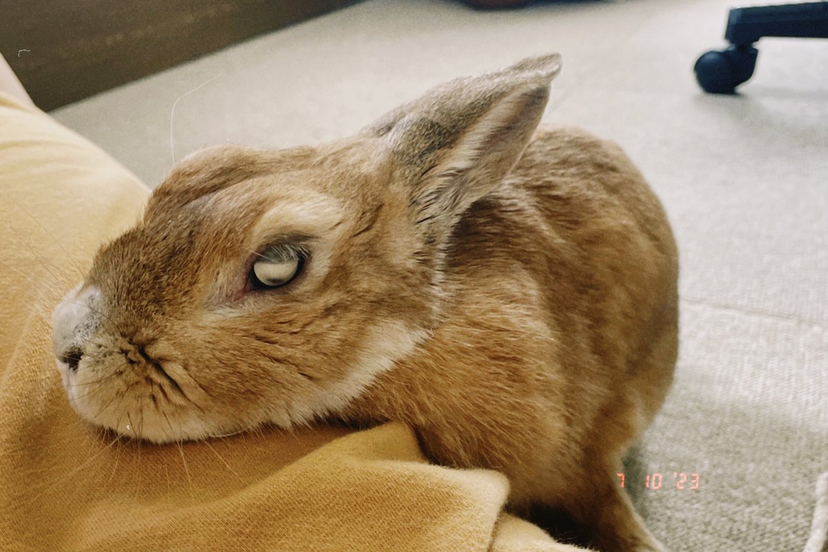 s0n_421's tweet photo. もう3年経つの早いなぁ おじいちゃん🐇⸒は🌈で元気にしてるだろうか https://t.co/GsOTKuXZkX